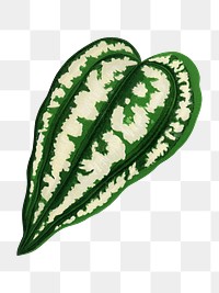 Leaf png sticker, botanical illustration, transparent background