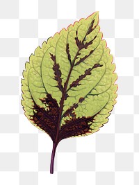 Leaf png sticker, botanical illustration, transparent background