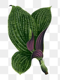 Green leaf png sticker, botanical illustration, transparent background