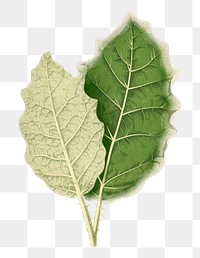 Green leaf png sticker, botanical illustration, transparent background