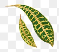 Croton leaf png sticker, green nature illustration, transparent background