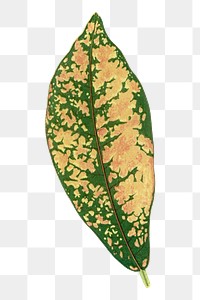 Croton leaf png sticker, green nature illustration, transparent background