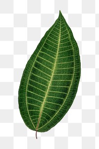 Green leaf png sticker,  botanical illustration, transparent background