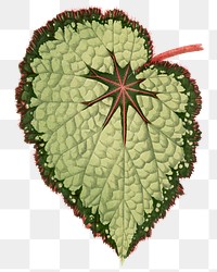 Begonia leaf png sticker, green nature illustration, transparent background