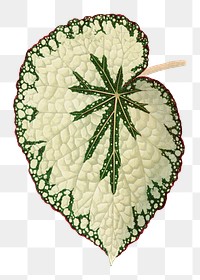 Begonia leaf png sticker, green nature illustration, transparent background