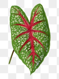 Green leaf png sticker, botanical illustration, transparent background