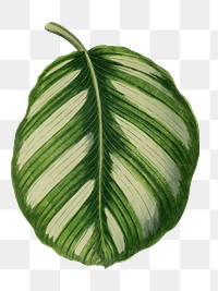 Green leaf png sticker, botanical illustration, transparent background