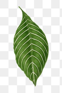 Leaf png sticker, botanical illustration, transparent background