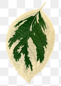 Hydrangea leaf png sticker, green nature illustration, transparent background