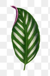 Green leaf png sticker, botanical illustration, transparent background