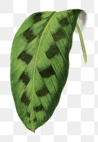 Green leaf png sticker, botanical illustration, transparent background