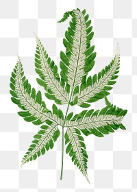 Fern leaf png sticker, green nature illustration, transparent background