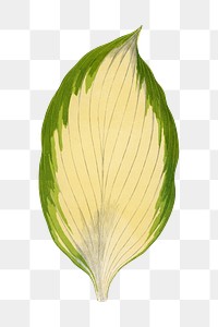 Leaf png sticker, botanical illustration, transparent background