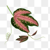 Leaf png sticker, botanical illustration, transparent background