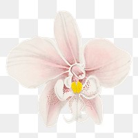 Pink orchid png sticker, aesthetic floral illustration on transparent background