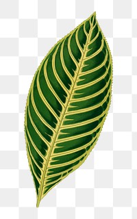 Green leaf png sticker, botanical illustration, transparent background