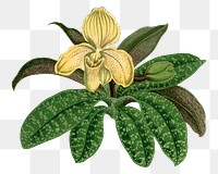 Cypripedium flower png sticker, aesthetic floral illustration on transparent background