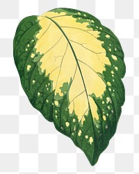 Leaf png sticker, botanical illustration, transparent background