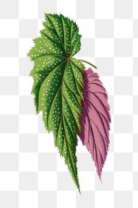 Begonia leaf png sticker, green nature illustration, transparent background