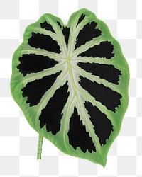 Leaf png sticker, botanical illustration, transparent background