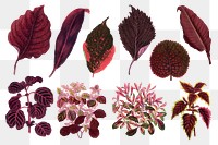 Red leaf png sticker, aesthetic nature illustration on transparent background set