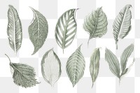 Silver leaf png sticker, aesthetic nature illustration on transparent background set