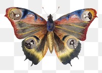 Vintage butterfly collage png, remixed from artwork by Marie-Blanche Hennelle Fournier.