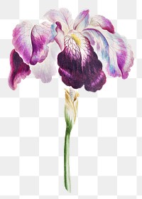 Vintage Japanese iris flower design element