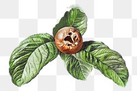 Vintage medlar fruit with leaves design element