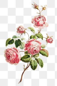 Vintage cabbage provence rose flower illustration botanical wall art