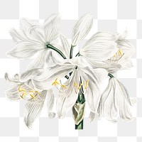 Vintage white cape&ndash;coast lily flower illustration botanical art print