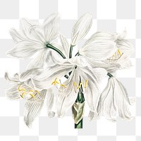 Vintage white cape–coast lily flower illustration botanical art print