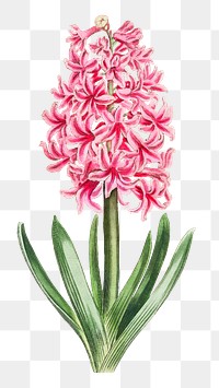 Vintage pink hyacinth flower botanical art print