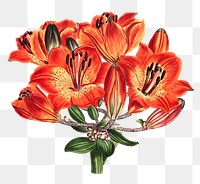 Vintage orange lily flower illustration botanical art print