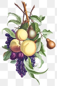 Vintage fruit branch of plum, prune, pear and grape illustration botanical art print