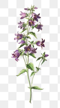 Vintage nettle leaved bellflower flower illustration botanical art print