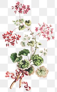 Vintage scarlet flower and variegated geranium leaves with red ribbon illustration botanical wall art