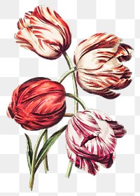 Vintage red, pink and orange tulip flowers illustration botanical wall art