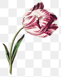 Vintage pink tulip flower design element