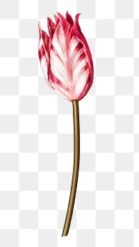 Vintage pink tulip flower design element