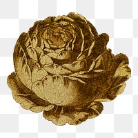 Vintage gold cabbage provence rose flower design element