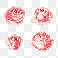 Vintage rose illustration set