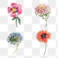 Vintage flower illustration set