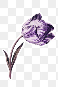 Vintage purple tulip flower sticker with white border