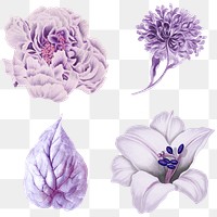 Vintage purple flower and leaf  collection