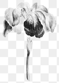 Vintage black and white Japanese iris flower design element