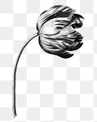Vintage black and white tulip flower design element