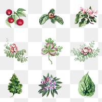 Vintage flower, leaf and fruit illustration set