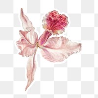 Vintage pink orchid blossoms flower sticker with white border
