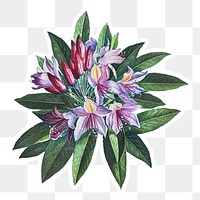 Vintage pontic rhododendron flower sticker with white border
